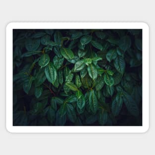 Dark green leaves texture Sticker